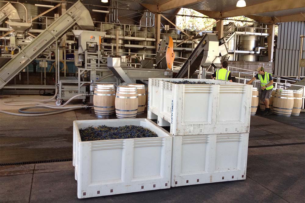 Harvested grapes in storage containters